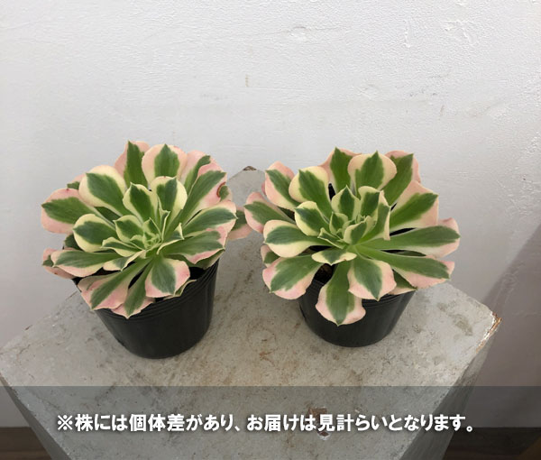 園芸ネット本店｜アエオニウム：白鳳錦 3号ポット の通販【公式】