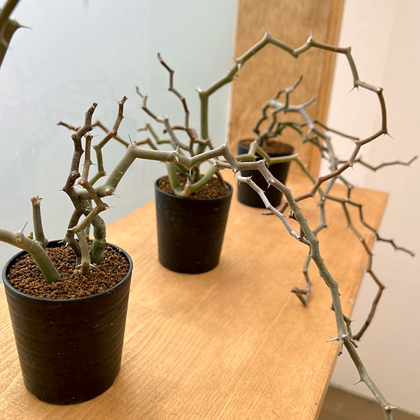 園芸ネット本店｜デカリア：マダガスカリエンシス 2.5号鉢植え の通販