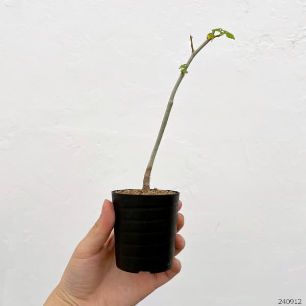 園芸ネット本店｜コミフォラ：オプロンギフォリア 2.5号鉢植え の通販