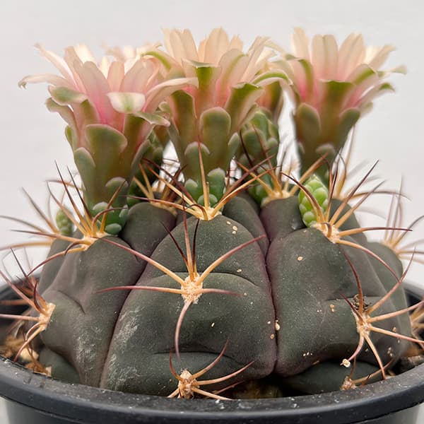 園芸ネット本店｜ギムノカリキウム：尾形丸（オガタマル）4.5号鉢植え