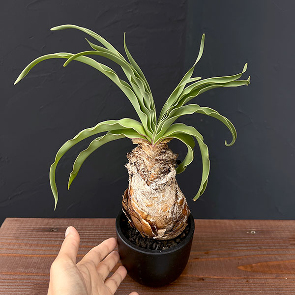 園芸ネット本店｜ブーファン：ディスティチャ 4号鉢植え* の通販【公式】