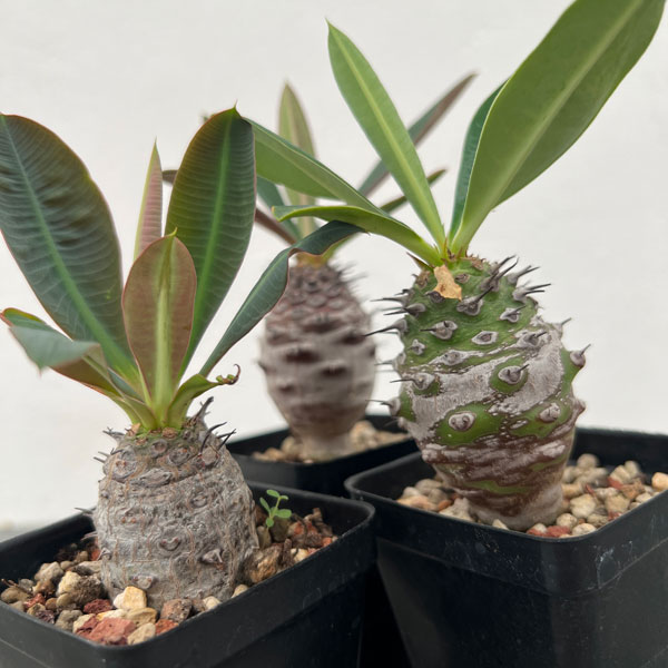 園芸ネット本店｜ユーフォルビア：パキポディオイデス 2.5号鉢植え* の