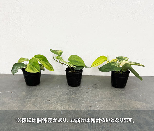 園芸ネット本店｜スキンダプサス：ジェイドサテンバリエガータ 3号