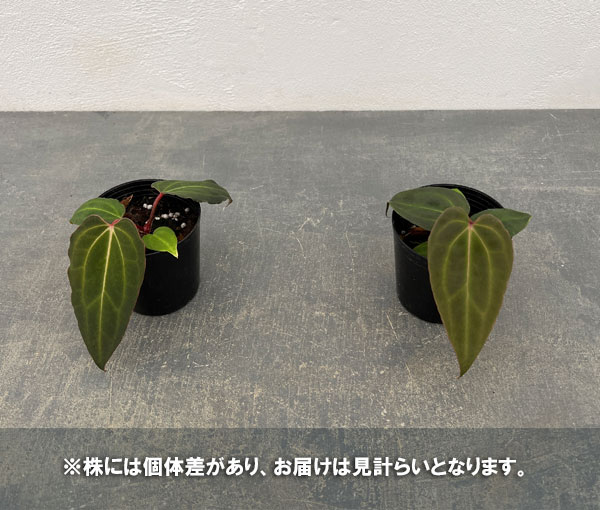 園芸ネット本店｜アンスリウム（原種）：レッドスパイダー×ブラック