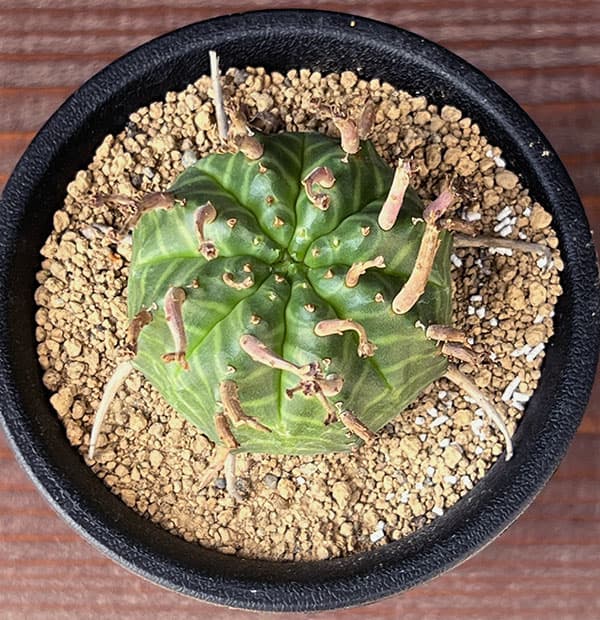 園芸ネット本店｜ユーフォルビア：スーパーバリダ（メス株） 3号鉢植え