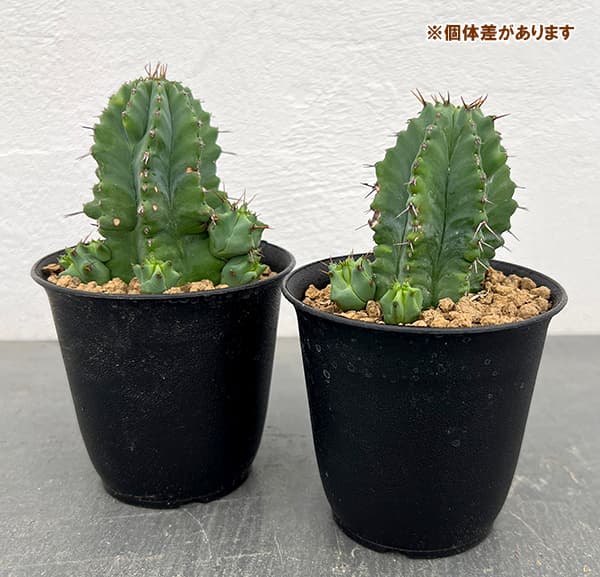 園芸ネット本店｜ユーフォルビア：フルティコーサ 3号鉢植え の通販