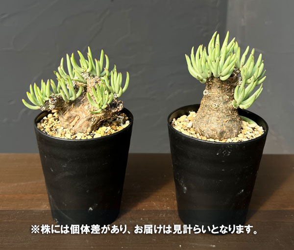 園芸ネット本店｜[ザ・ファームセレクト]チレコドン：ペアルソニー 3号