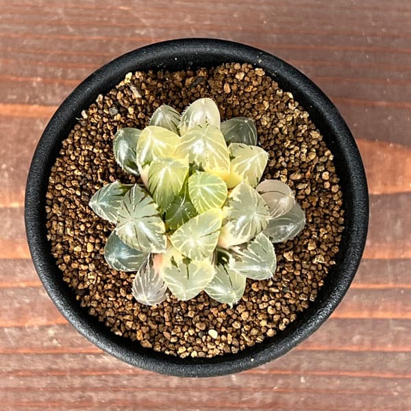 園芸ネット本店｜ハオルチア：レッドレンズオブツーサ錦2.5号鉢植え の