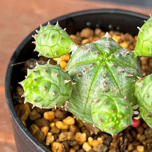 園芸ネット本店｜ユーフォルビア：オベサ ブロウ 2.5号鉢植え の通販
