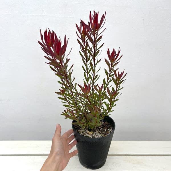 園芸ネット本店｜リューカデンドロン：ジャックハーレ5号鉢植え の通販