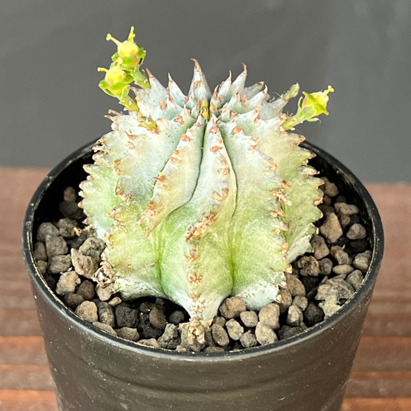 園芸ネット本店｜ユーフォルビア：ホリダ（白タイプ）2.5号鉢植え の