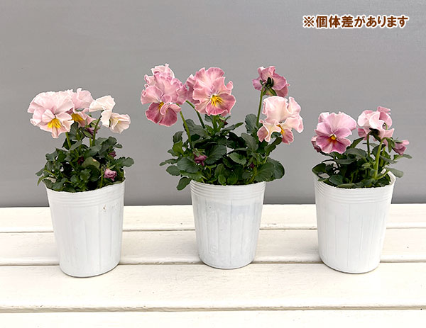 園芸ネット本店｜ビオラ（フリル咲き）：アーカイブ ピンク系3号ロング