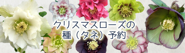 園芸ネット本店｜クリスマスローズの種子予約 のカテゴリ一覧【公式】