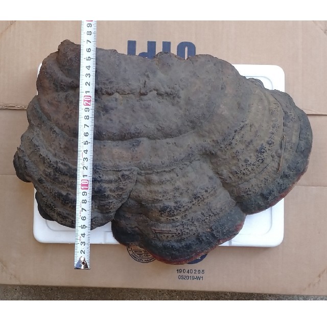 観賞用 さるのこしかけ 2.2キロ 白山 天然物 万年茸 サルノコシカケ 霊