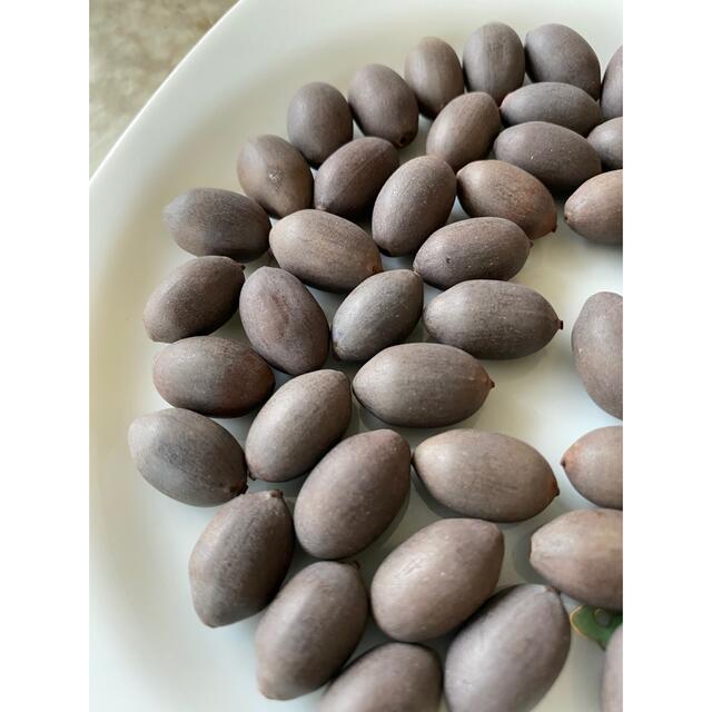 大賀ハス種 50粒の通販 by 無添加ショップこだわり屋｜ラクマ
