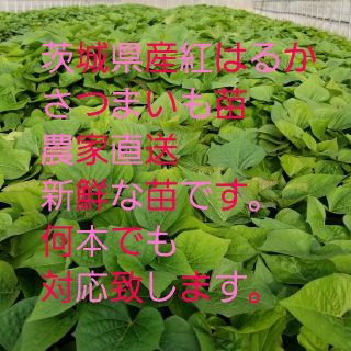 15本 紅はるか®苗 さつまいも苗ウイルスフリーバイオ苗 正規販売