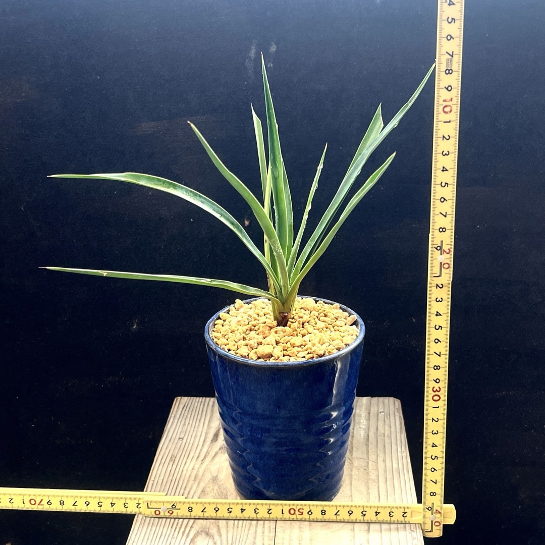 Yucca aloifolia 