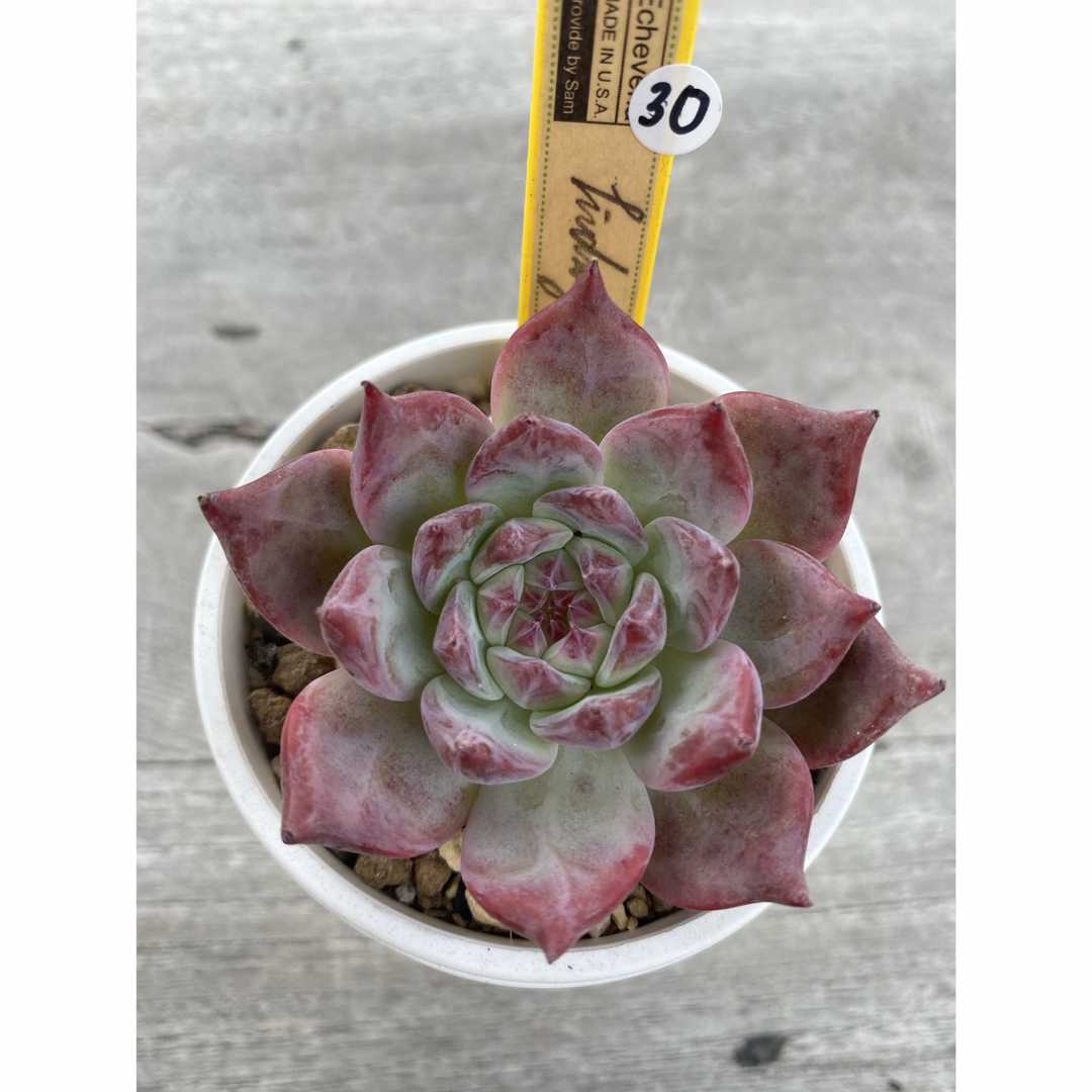 ラスト18 希少 SAMリンゼアナNo.6 カリフォルニア輸入 多肉植物 ラスト