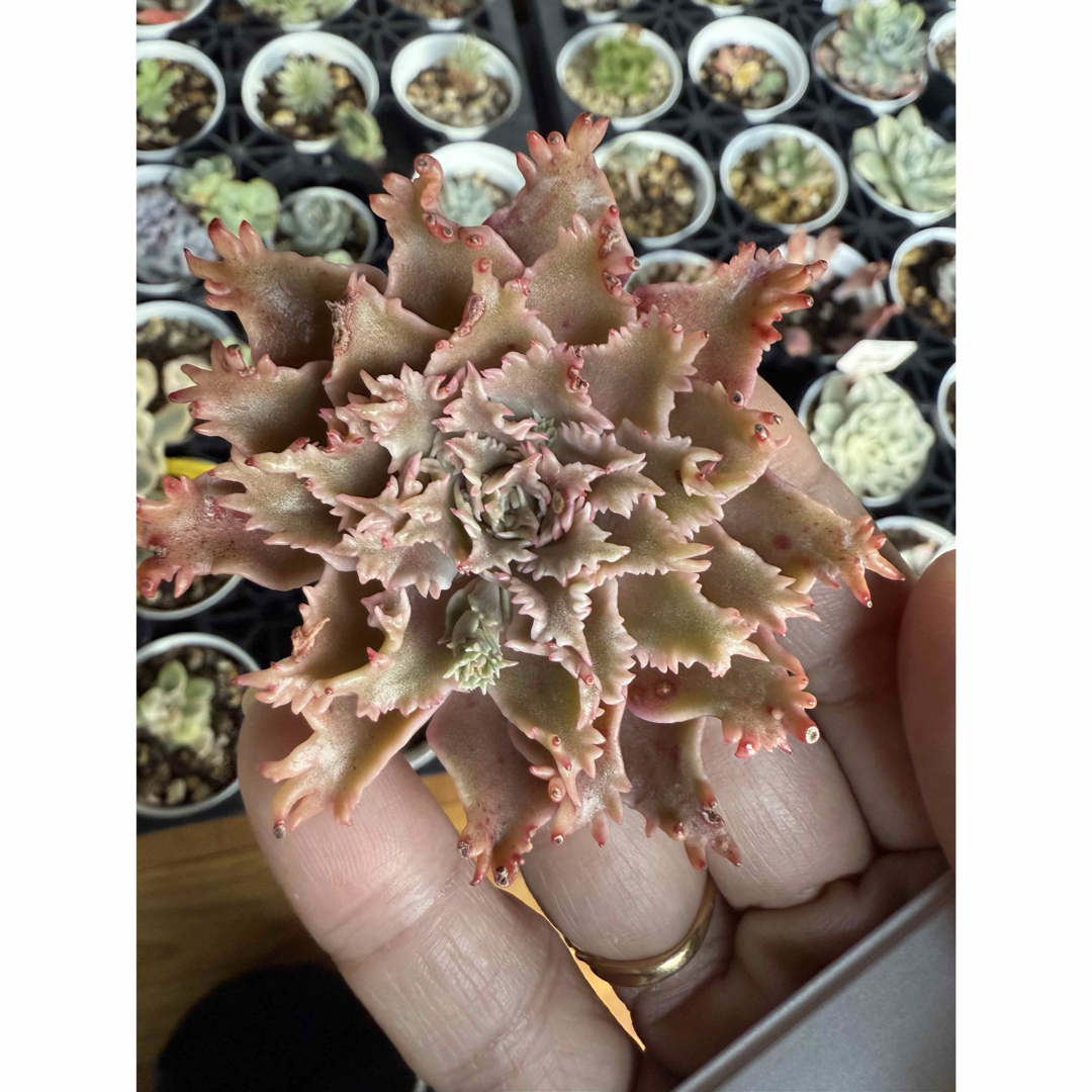 多肉植物 スターファイヤー カット苗の通販 by 愛mi♡na咲 M∞T｜ラクマ