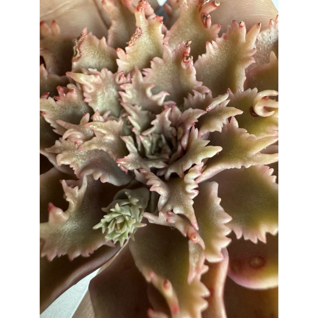 多肉植物 スターファイヤー カット苗の通販 by 愛mi♡na咲 M∞T｜ラクマ