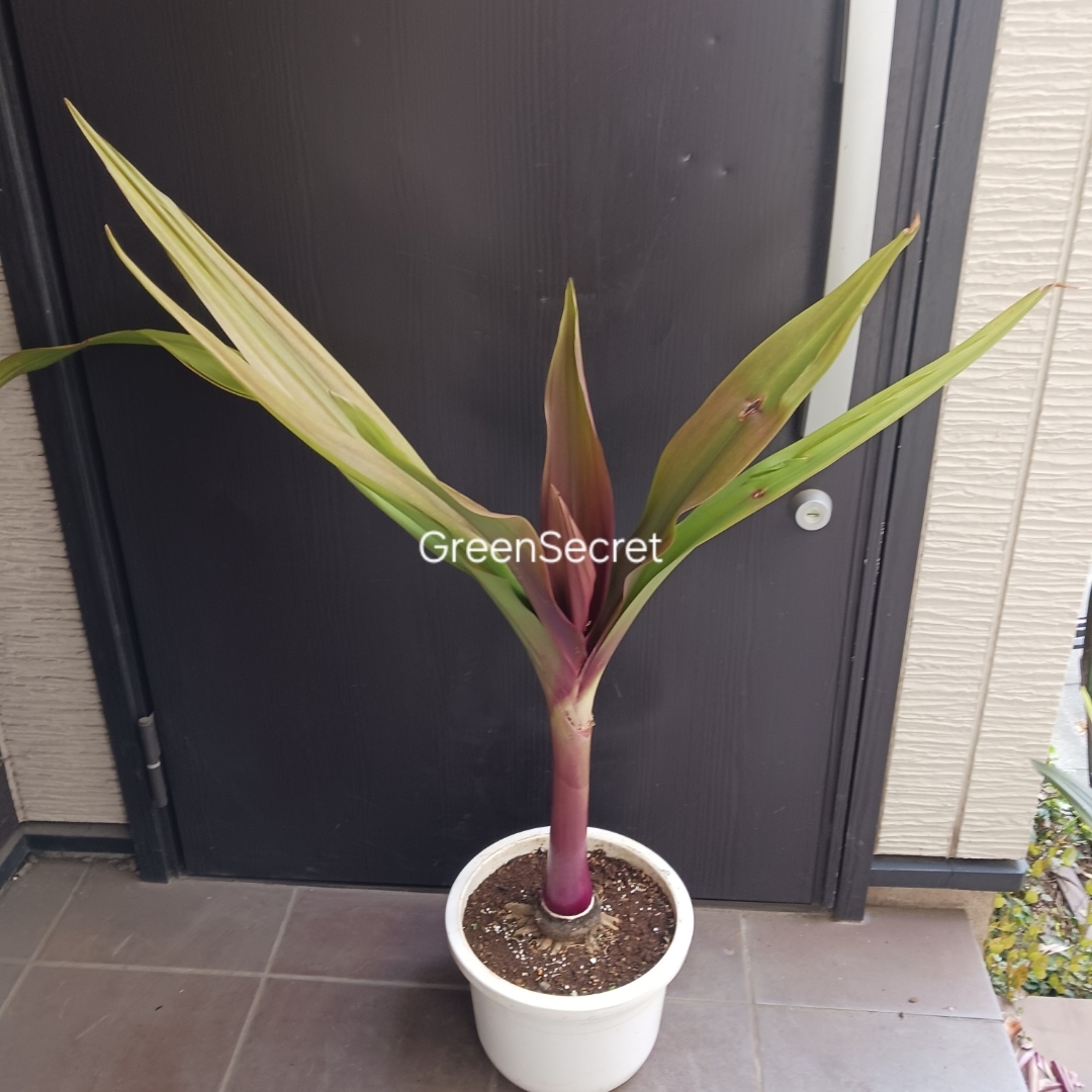 4 ハマユウ 9号 ハマオモト 赤葉 銅葉 観葉植物の通販｜houseofnerat.com