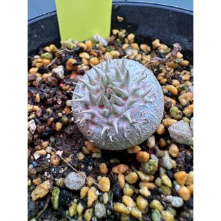 ドライフラワー スワッグ ガーランド❁1241ミモザ流木 花束 プレゼント