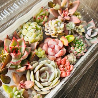 多肉植物 アイスシュガークリスタル 美苗 抜き苗の通販 by
