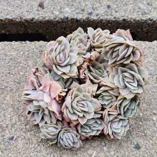 オウンスロー錦 多肉植物 韓国苗 オンスロー錦の通販 by ルーシー's
