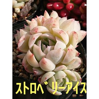 アガベ ブルーフレーム 多肉植物の通販 by cova.amigo's shop｜ラクマ