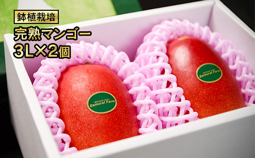 鉢植栽培 完熟マンゴー 3L×2個 宮崎県西都産 サムライファーム＜2-70