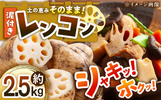 れんこん【先行予約】【2026年1月初旬より順次発送】 泥付き レンコン