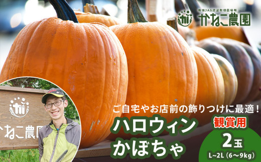 2026年9月末頃より発送】ハロウィン かぼちゃ 2玉セット 【かねこ農園
