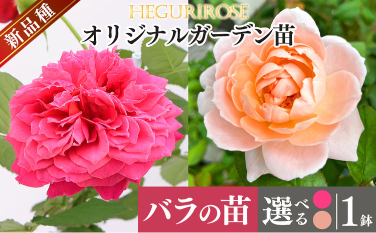 市場をはじめ愛好家から高評価 ! オリジナルガーデン苗 四季咲き