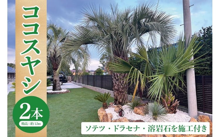 ココスヤシ 幹高約1.5m2本・ソテツ・ドラセナ・溶岩石【施工込み