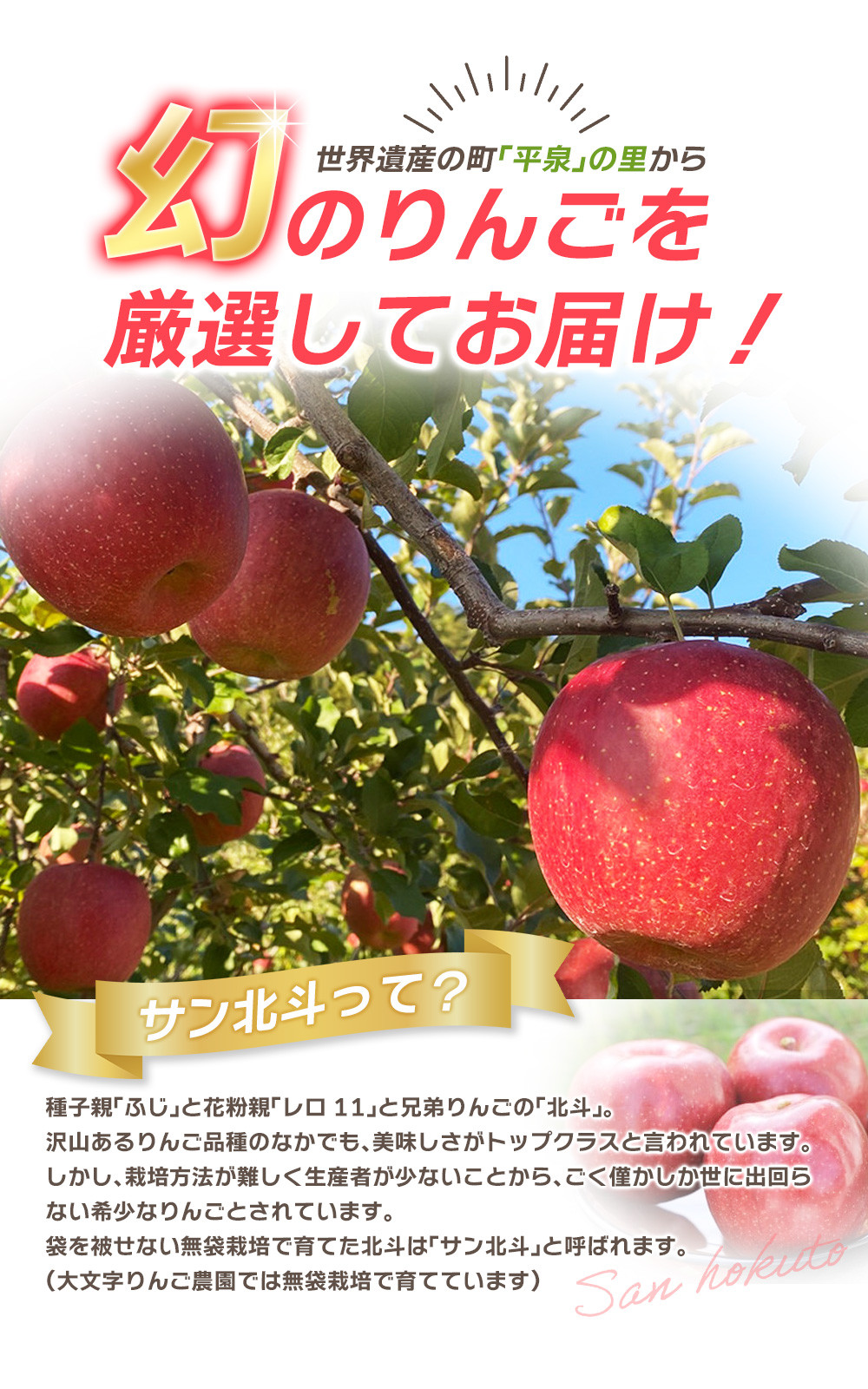 2025年10月下旬頃より順次発送】大文字りんご園 サン北斗 サン北斗 約