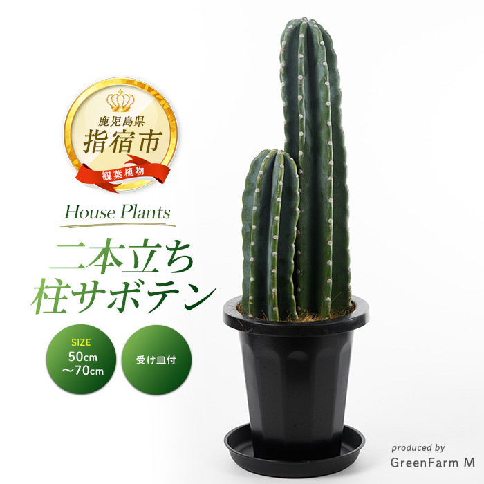 2026年3月上旬～発送【観葉植物】二本立ち柱サボテン50cm～70cm(Green
