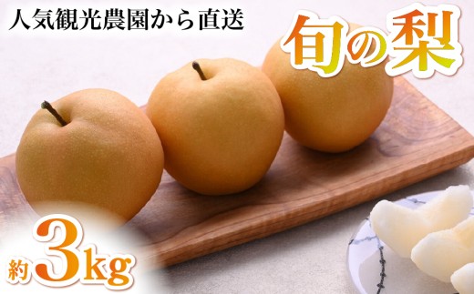 松川碁盤店謹製 霧島杉桶 ぬか漬け桶 大サイズ 深さ約13cm 楽天市場】くり抜き杉桶【大】深さ 約13cm : くり抜き杉桶本舗 松川