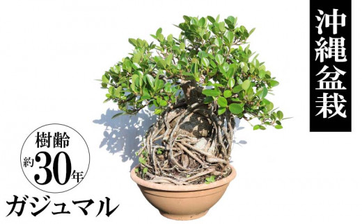 沖縄盆栽 ガジュマル 樹齢約20年 一点物 - 沖縄県宜野座村｜ふるさと