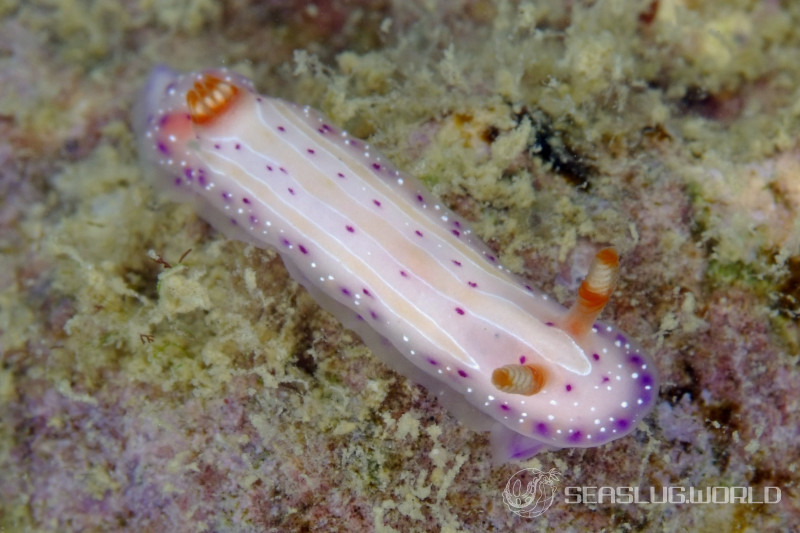 イチゴミルクウミウシ Mexichromis aurora | 世界のウミウシ