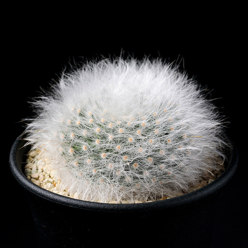 マミラリア月光殿の基本情報・育て方｜多肉植物・サボテン図鑑
