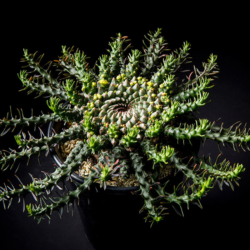 ユーフォルビア・ゴルゴニスの基本情報・育て方｜多肉植物・サボテン