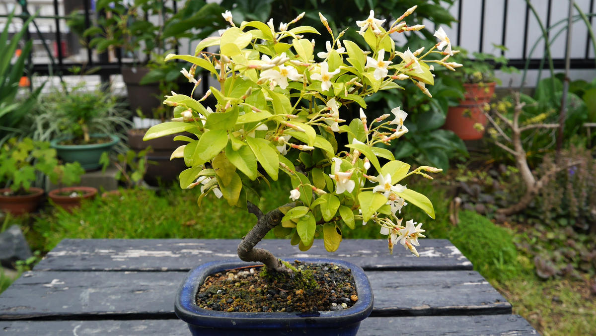 盆栽の花-定家葛(テイカカズラ)〔写真3枚目〕-shinji70さんの日記