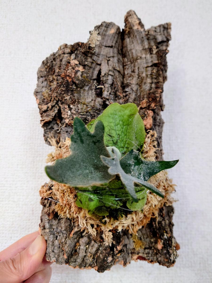ビカクシダ・ウィリンキー・OMGさん、板付け！｜園芸日記byPlantskafka