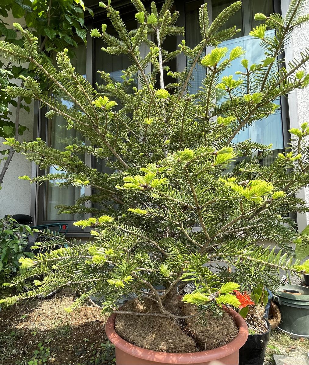 モミの木の新芽｜園芸日記byガーデンPAPA｜みんなの趣味の園芸｜1325673