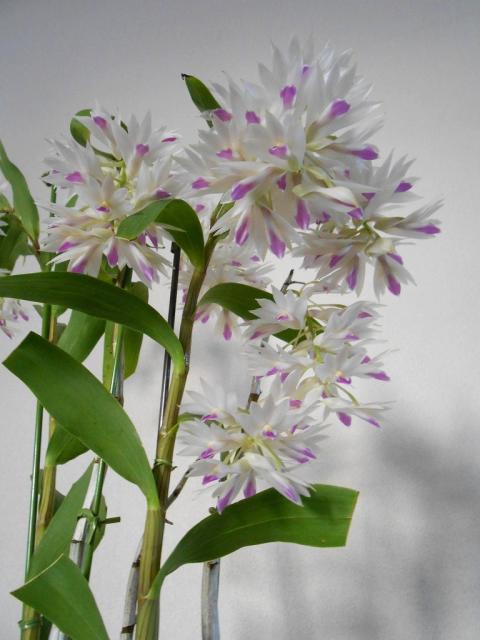 Den.アメジストグロッサム｜園芸日記byまみりん｜みんなの趣味の園芸