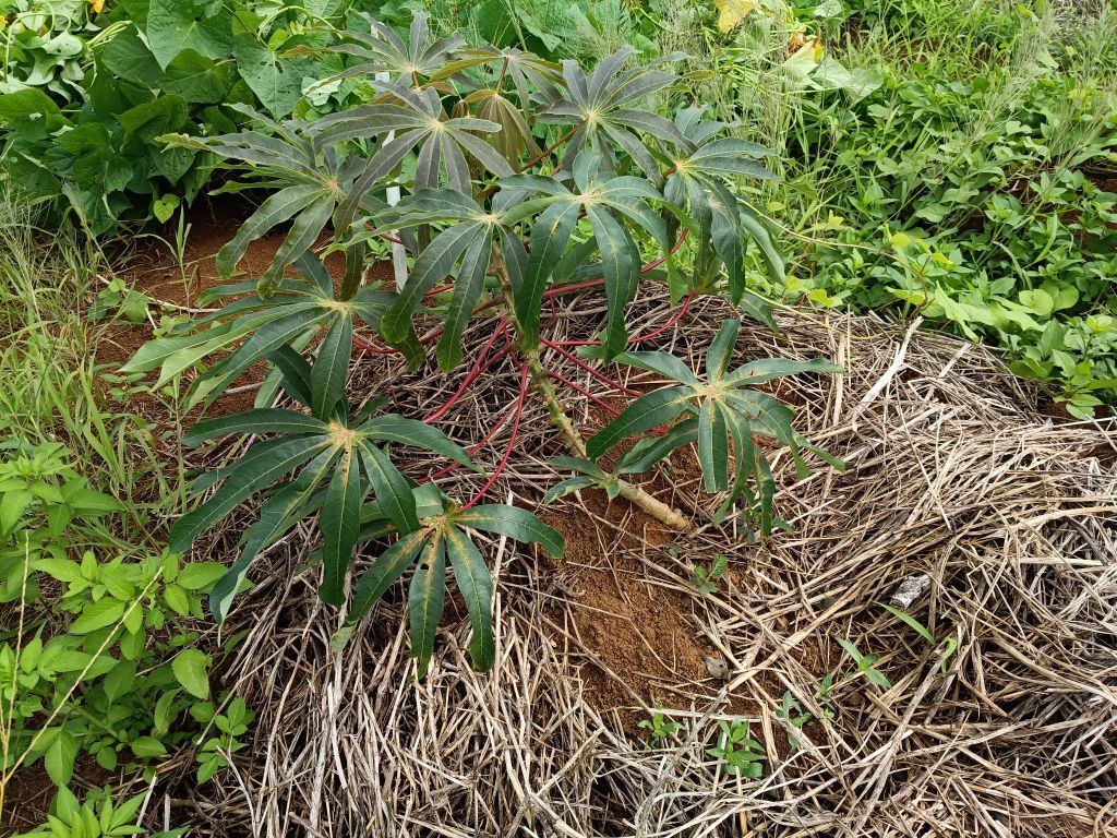沖縄でキャッサバを茎苗から育てる、増やしたい、食べたい｜そだレポ