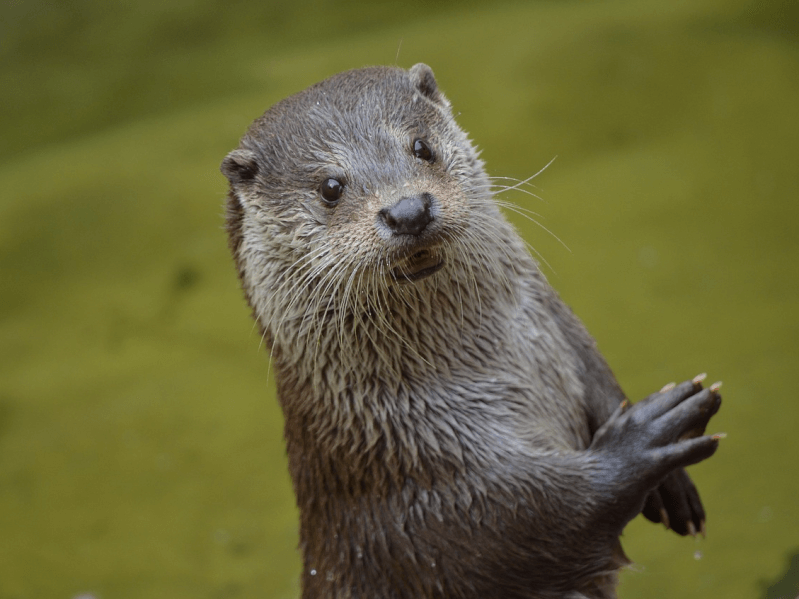 カワウソは、実は絶滅寸前の希少動物！カワウソの生態や現状について