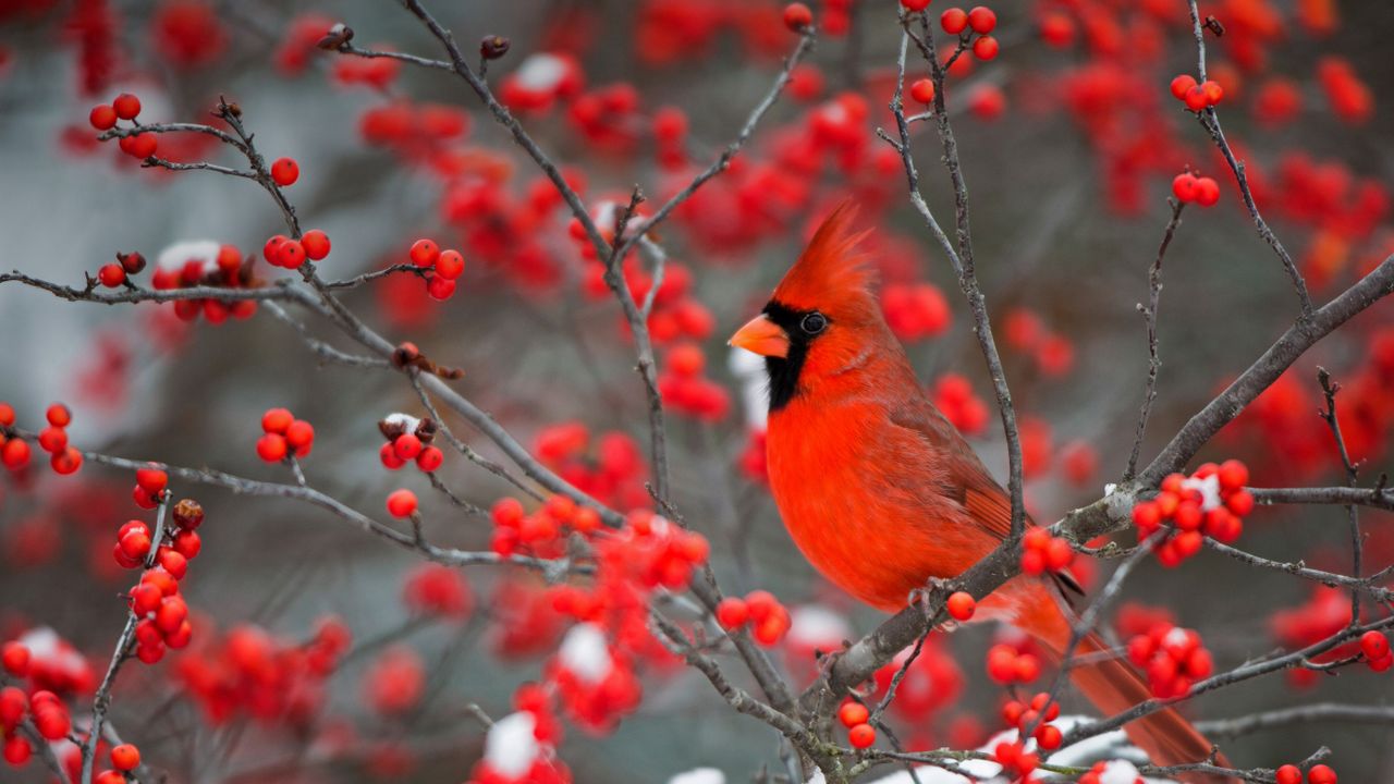 ショウジョウコウカンチョウ, 米国 イリノイ州 - Bing Gallery · Peapix