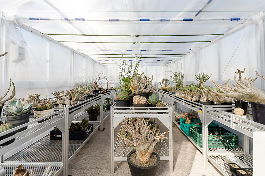 多肉の中の注目株ユニークな表情に虜になる塊根植物をインテリアに