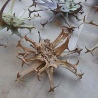 ライオンゴロシ 特大 7cm以上 Harpagophytum procumbens - 軽井沢